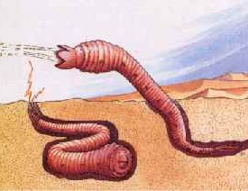 Mongolian Death Worm Paranormal Cryptozoology Spit