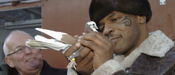 Mike Tyson with his pigeons