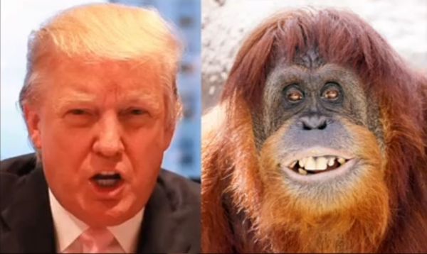 trump-orangutan